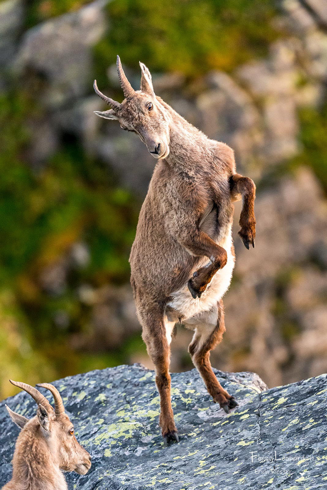 Alpensteinbock (Capra ibex - Alpine ibex)