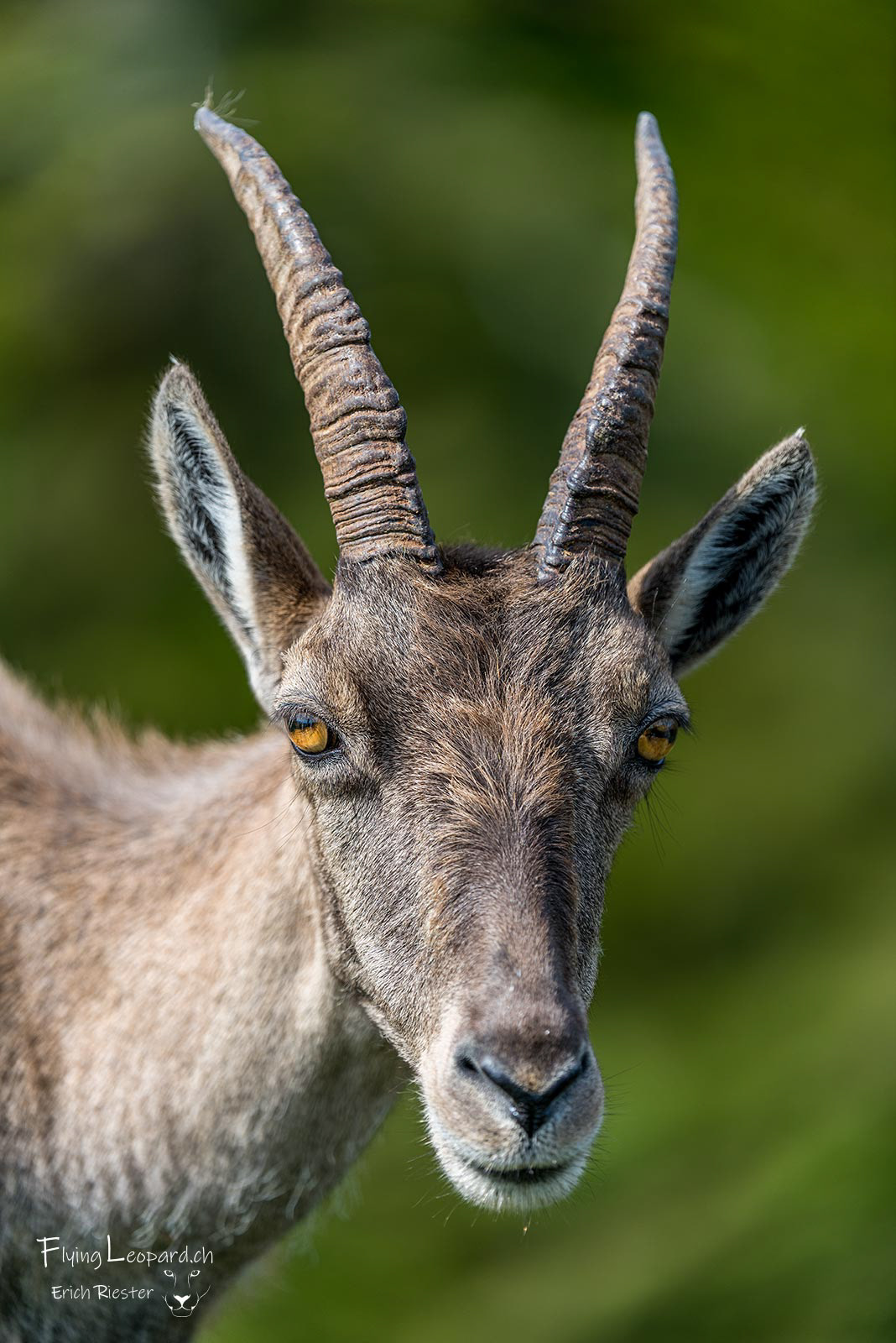 Alpensteinbock (Capra ibex - Alpine ibex)