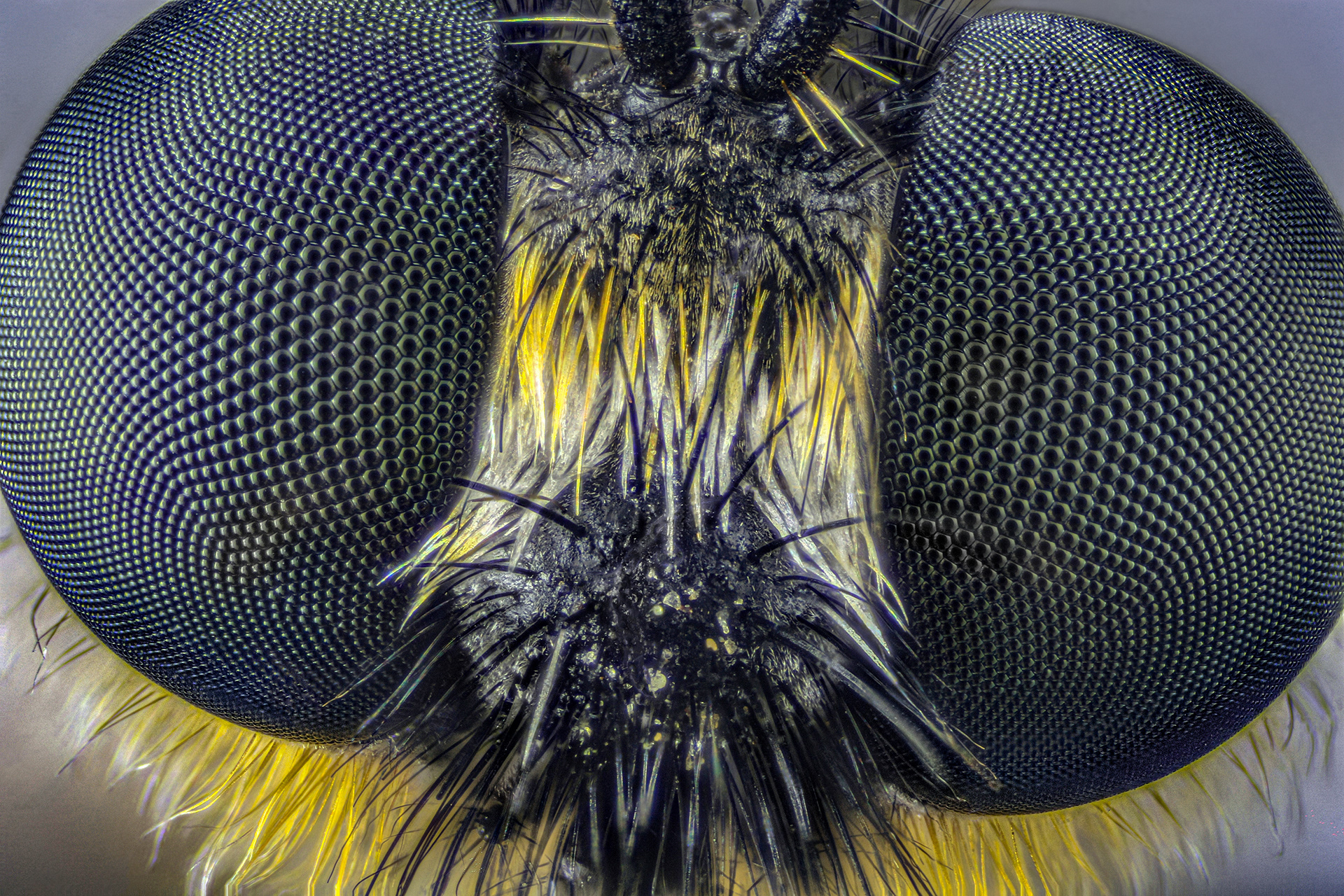 Bumblebee Robberfly | Focus Stacked - 59 Frames | DSLR & 4X Microscope Objective | 25 Jun 2020 | Macro & Micro of Insects | Estee White Photography