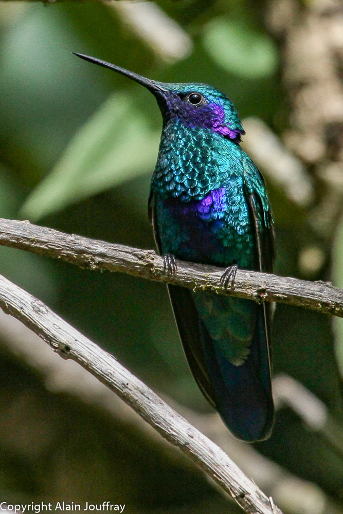 Colibri anaïs - Colibri coruscans (Equateur)