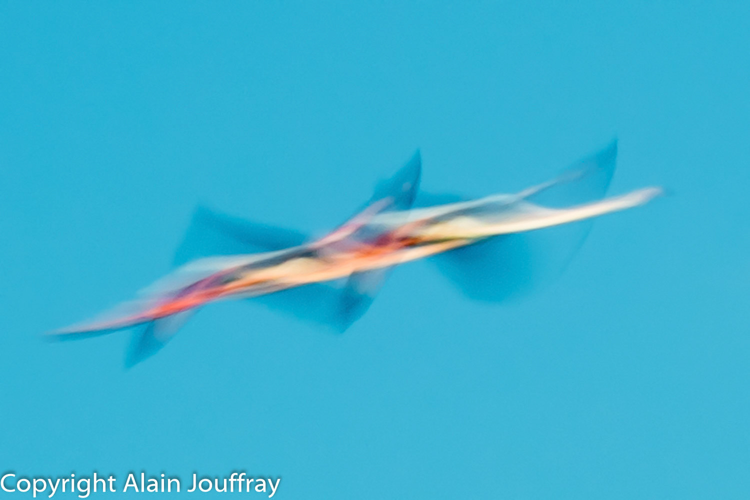 Flamant rose
