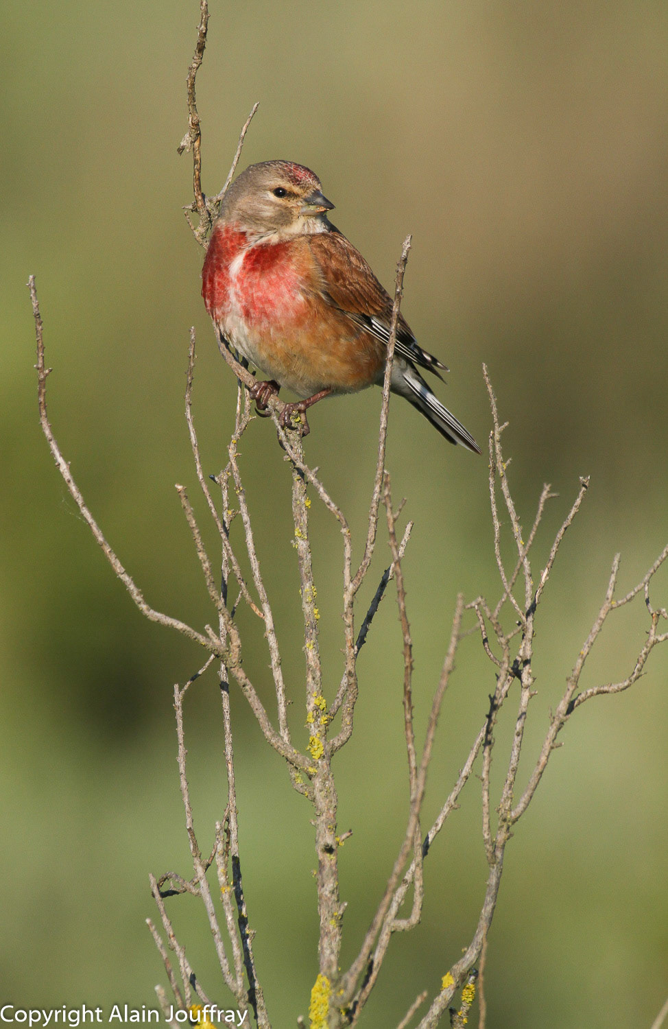 Linotte mélodieuse