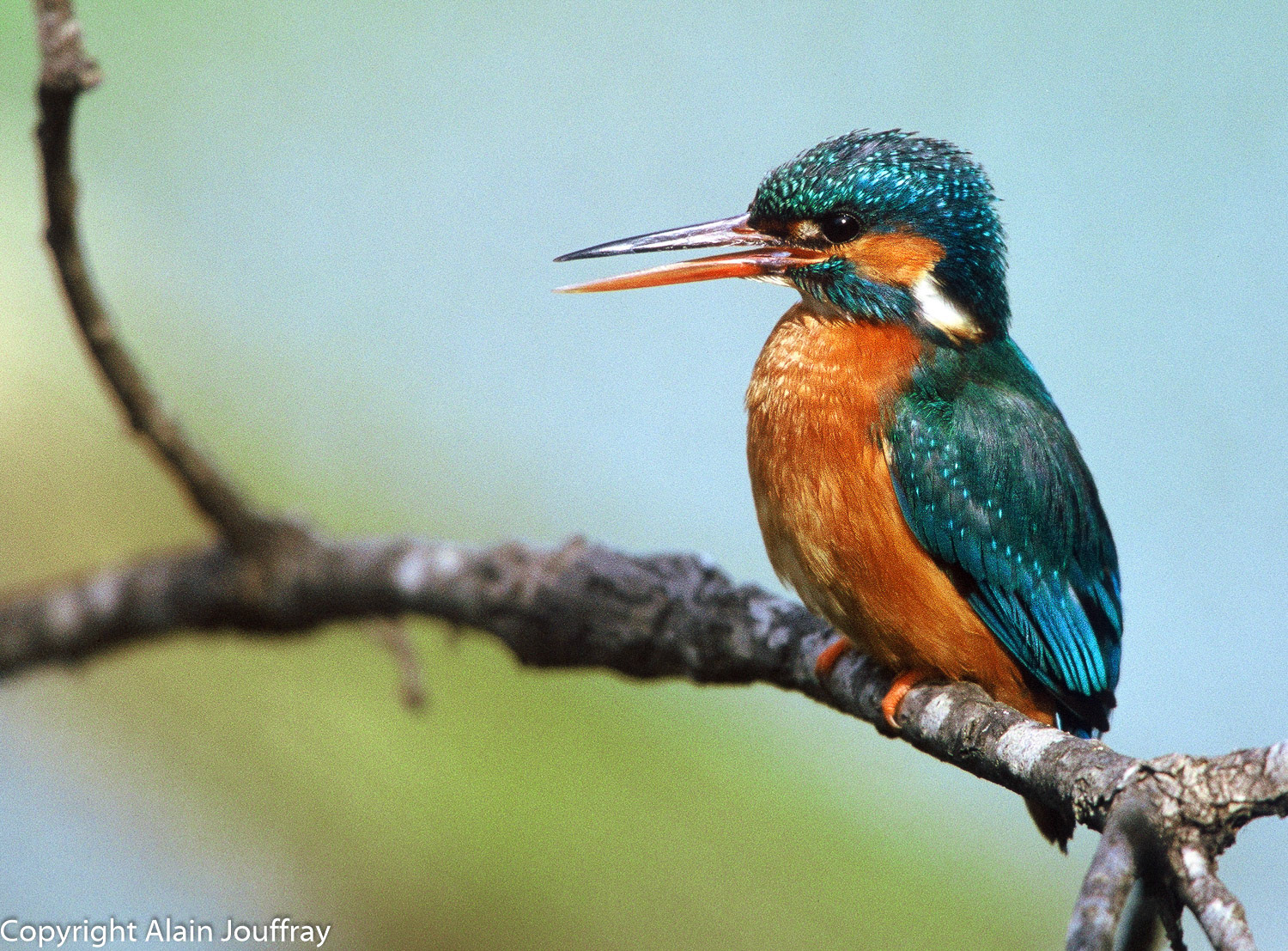 Alcedinidae;France;Herault;Montpellier;Lez;Martin pêcheur;Alcedo atthis