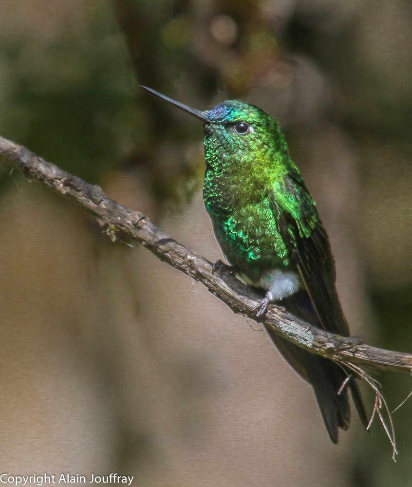Érione de Buquet - Eriocnemis luciani (Equateur)