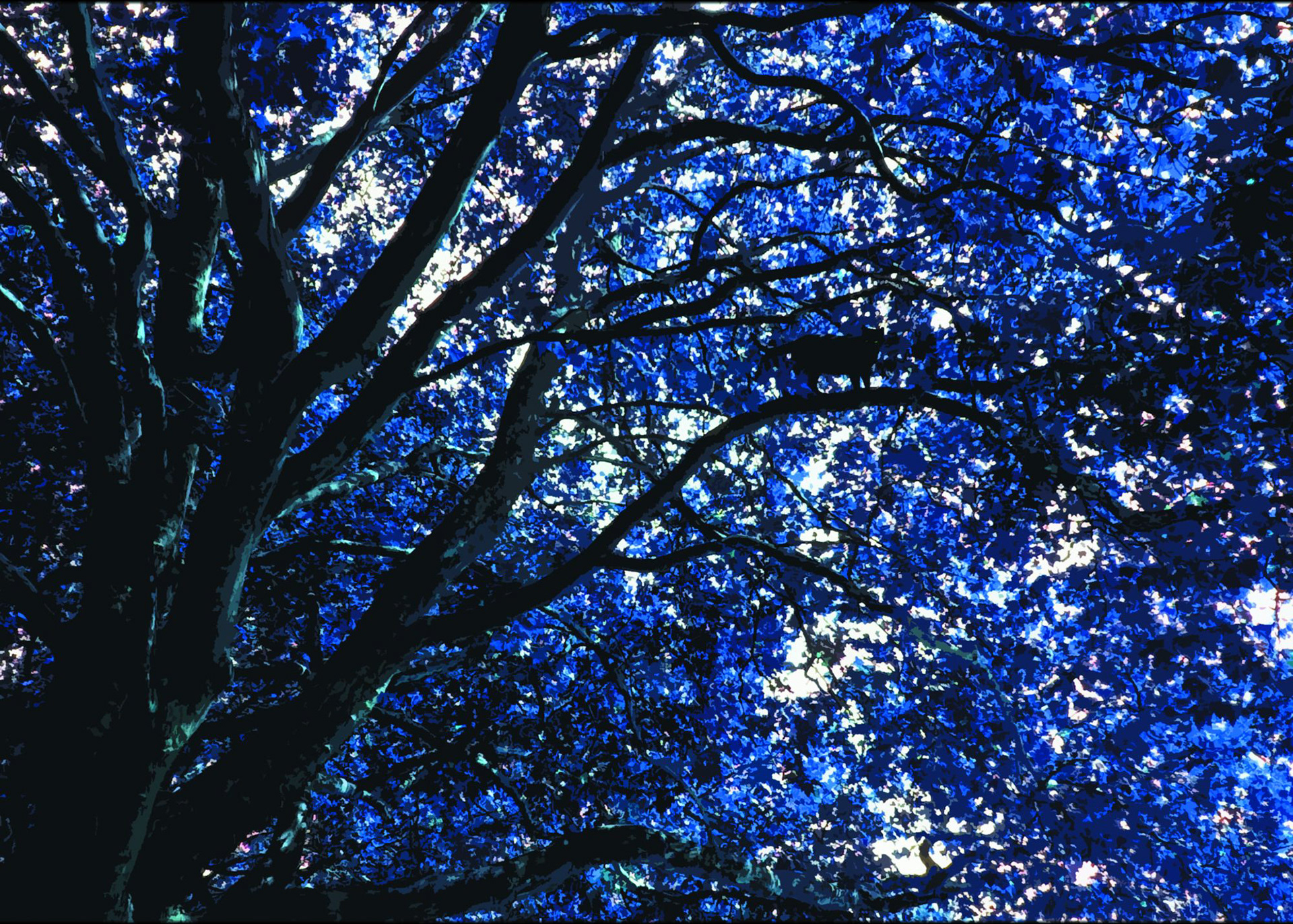 "Katzenbaum" Fotomanipulation.
