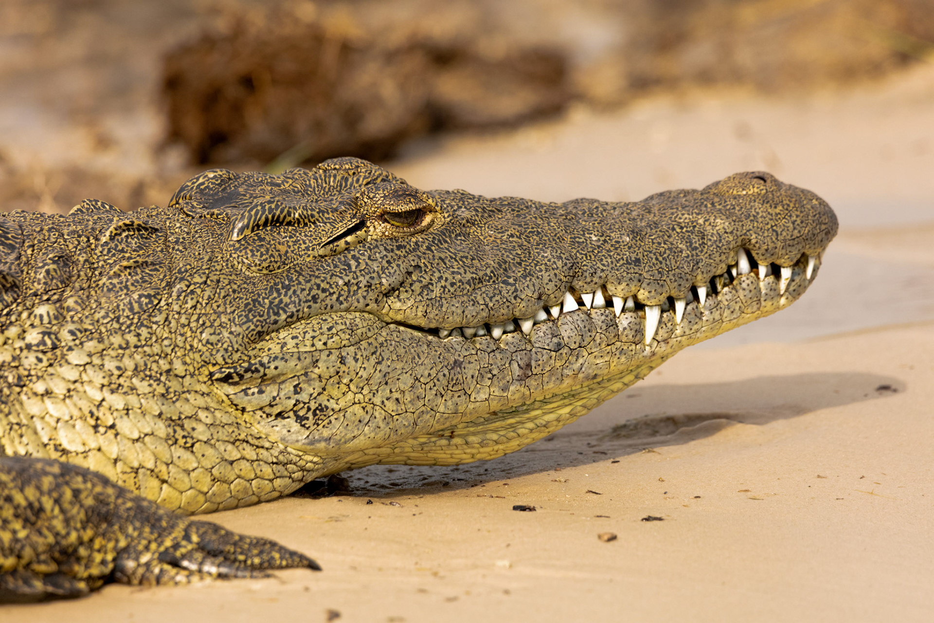 Crocodile - Order Code B1C