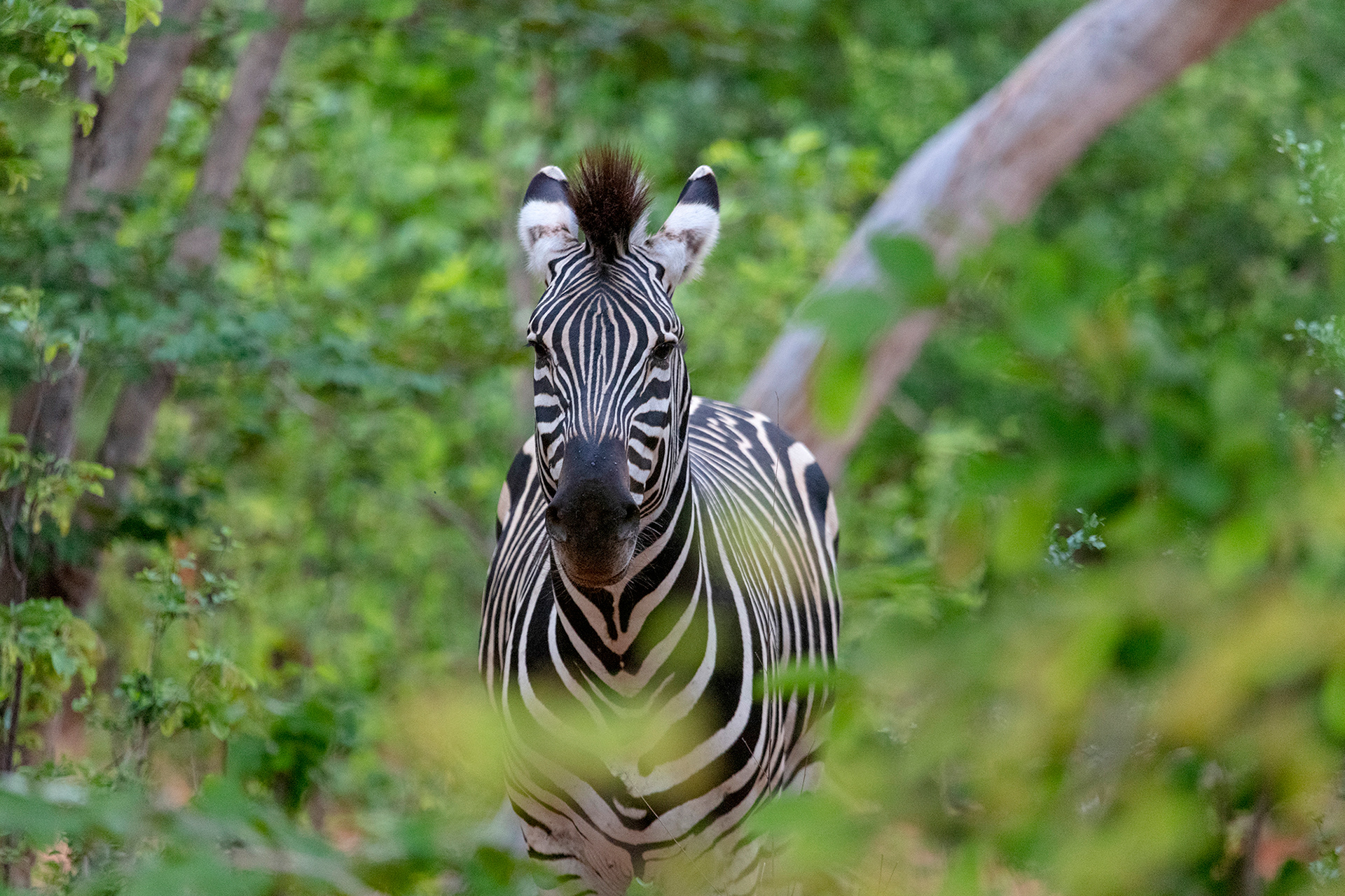 A zebra in Zimbabwe