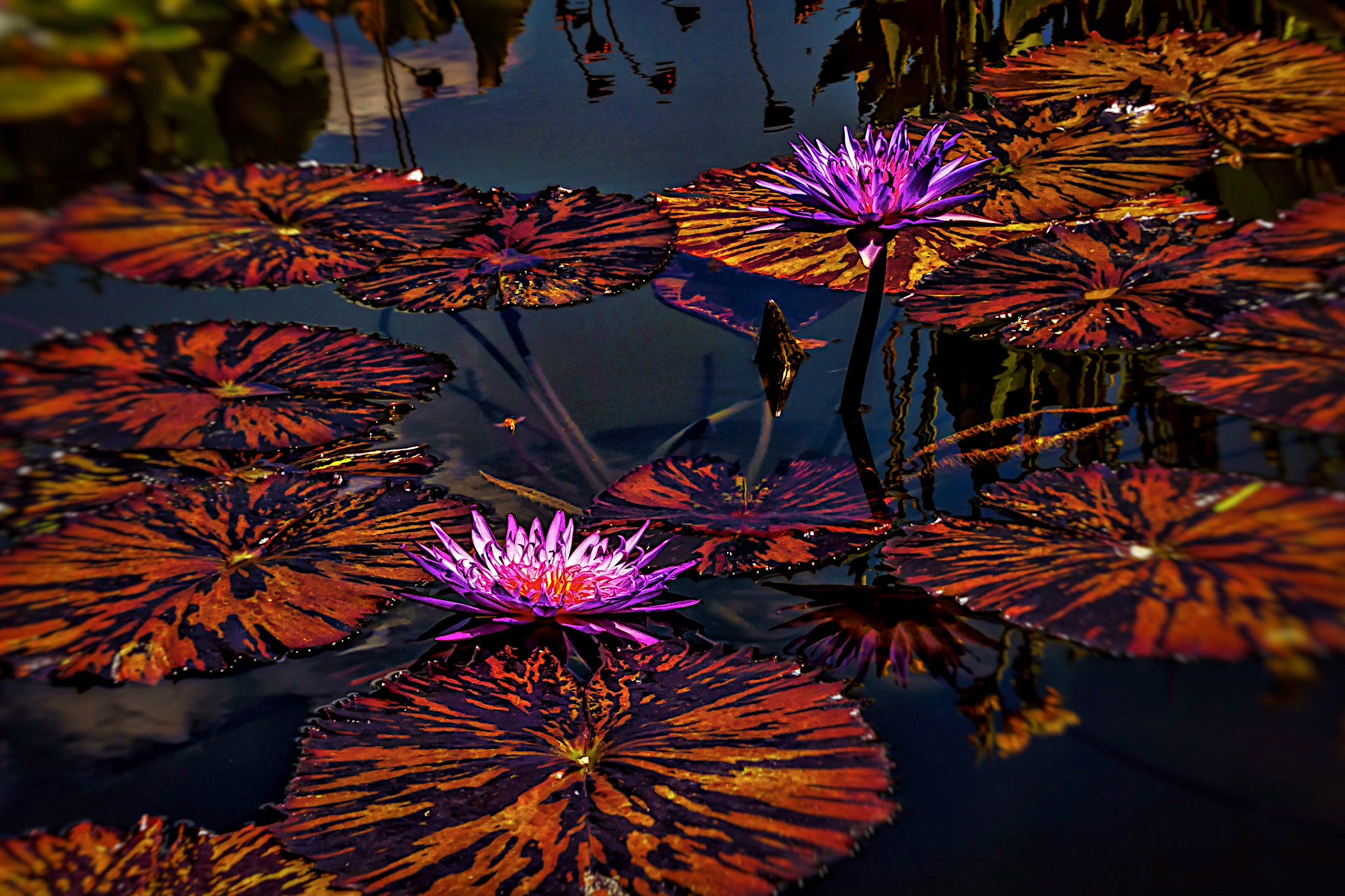 Biltmore Estate Italian Garden