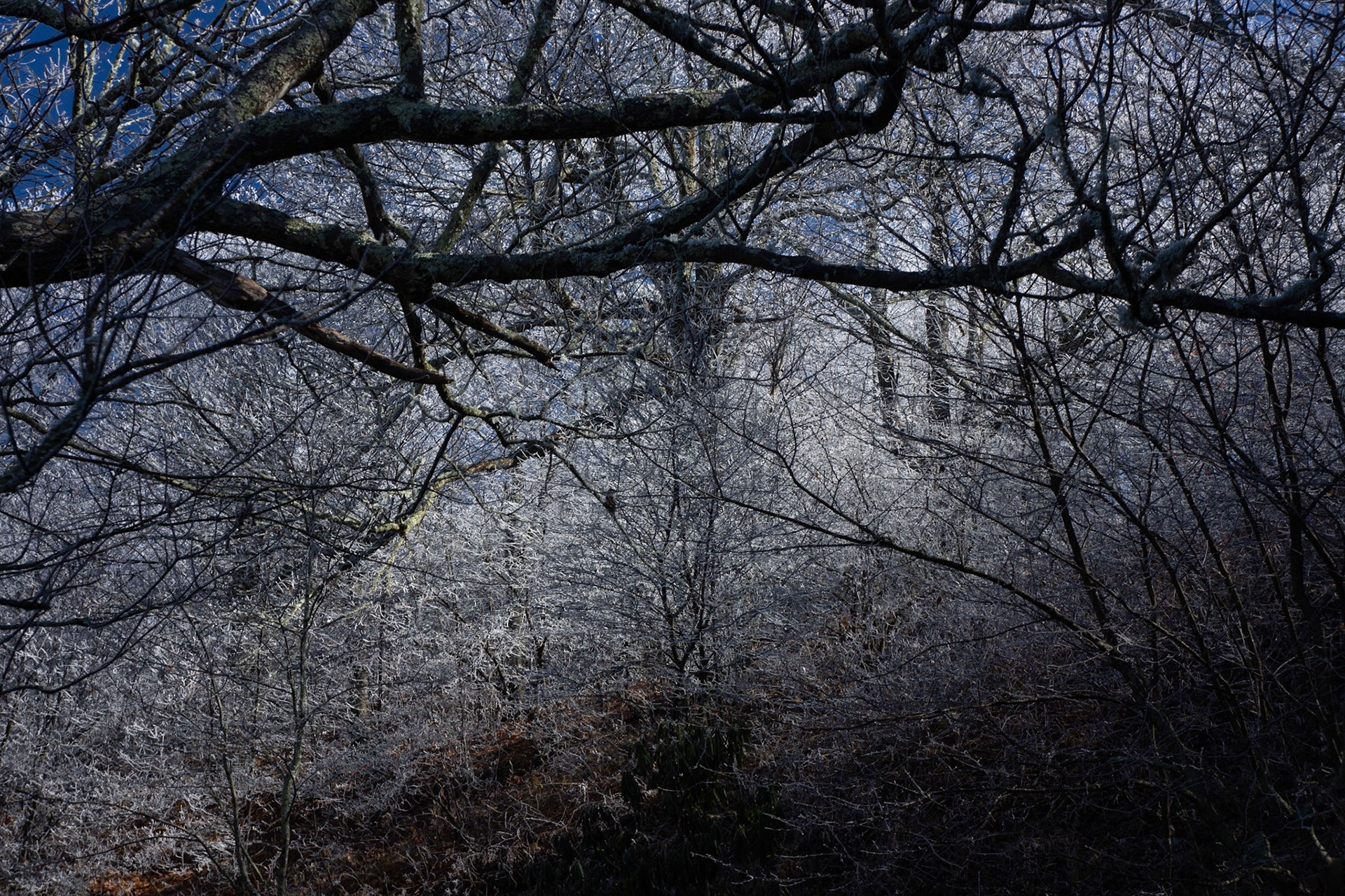 Max Patch Bald - Frosty Branches