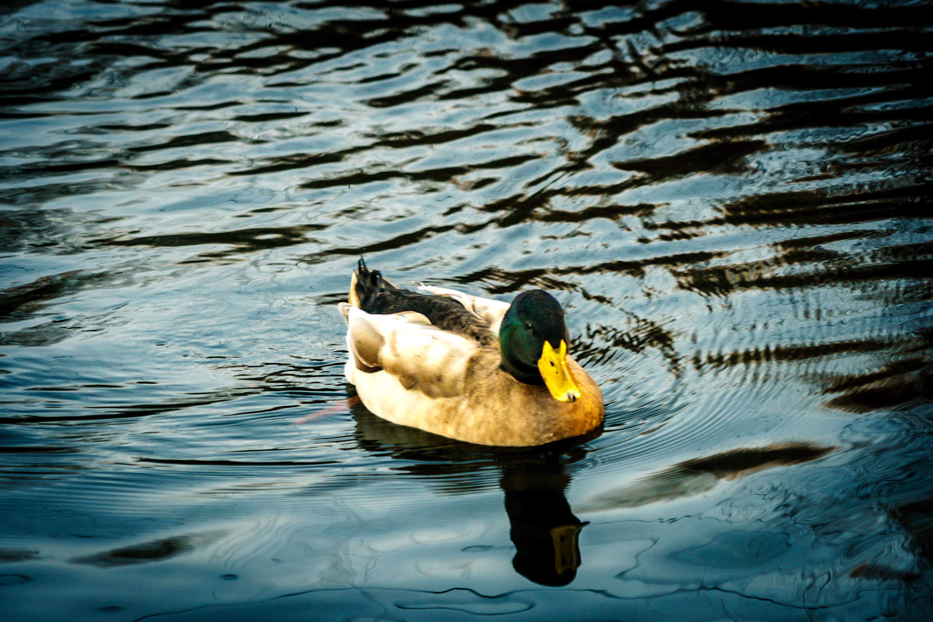 Lake Junalooska Duck