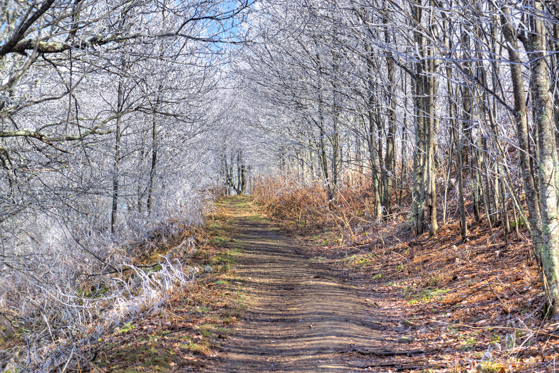 Trail up to Max Patch Bald