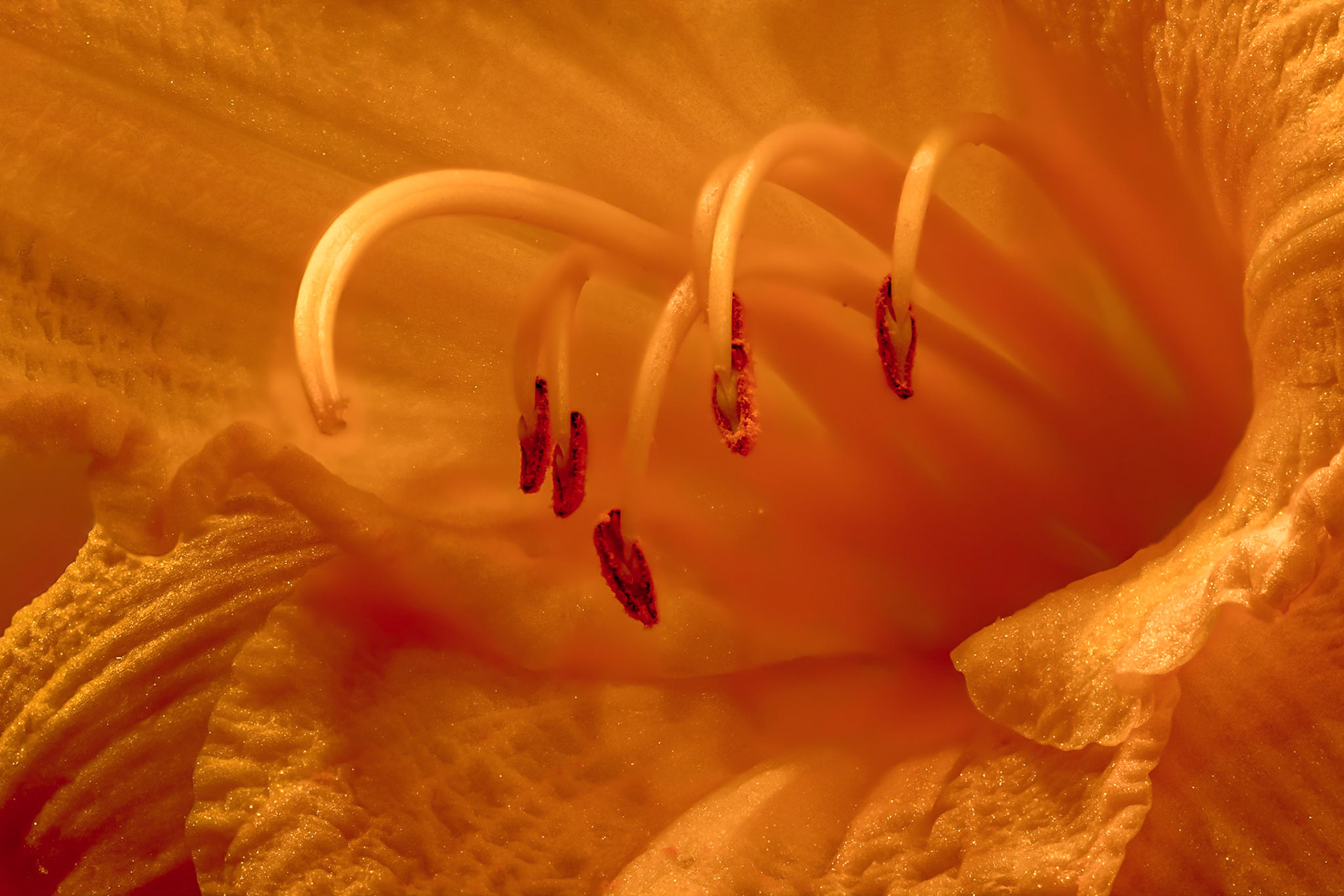 Day Lily Macro