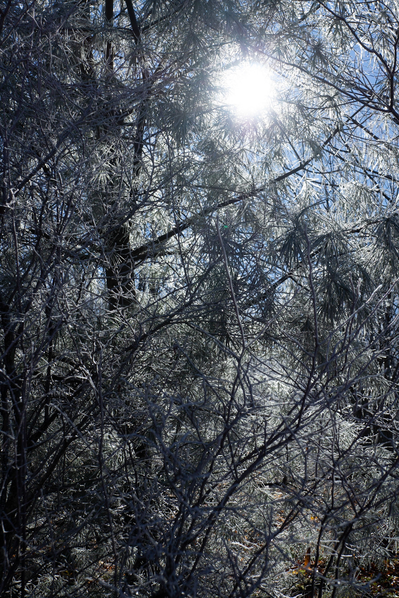 Max Patch Bald - Sun through Frosty Tree