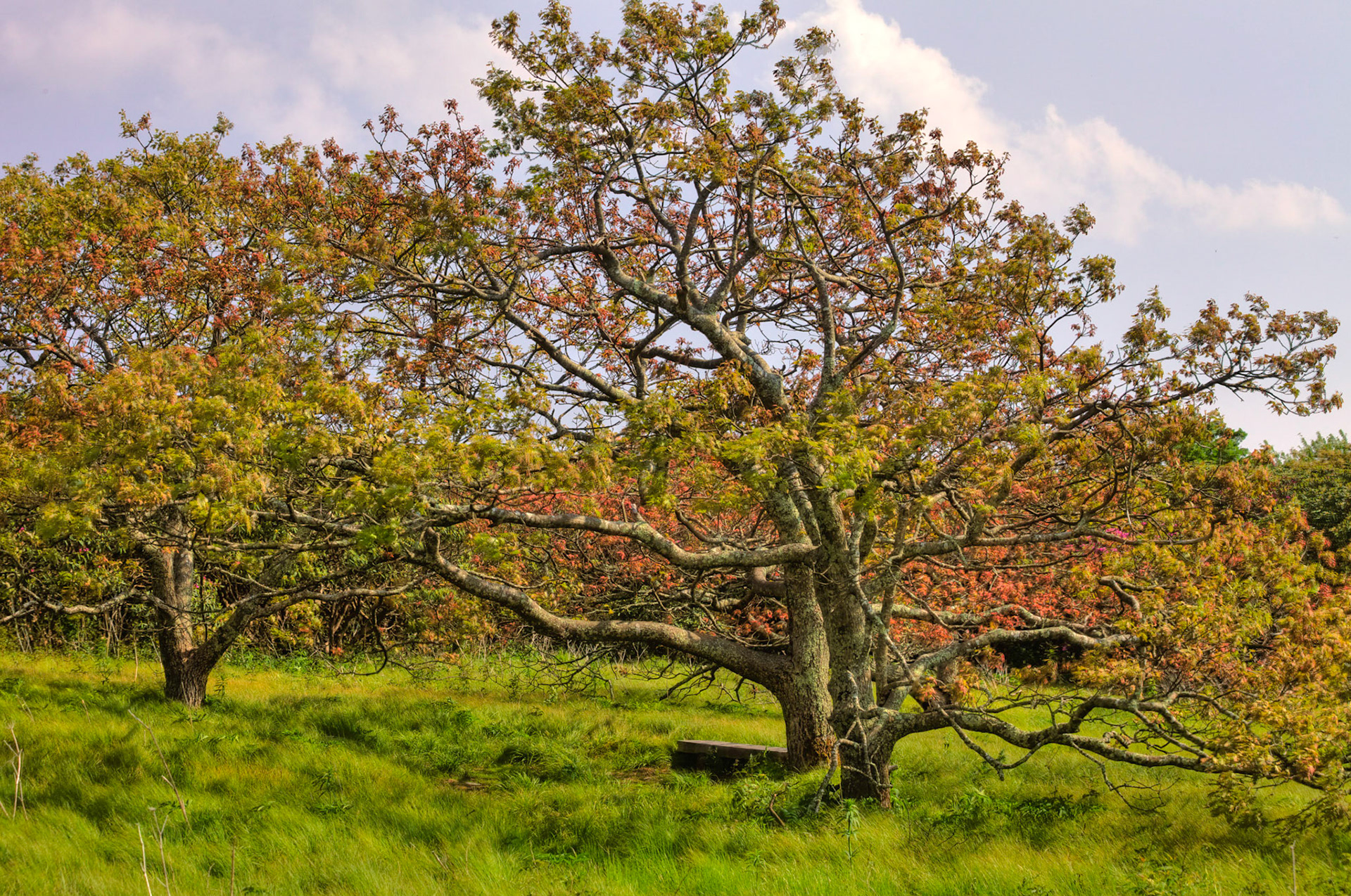 Craggy Gardens Tree