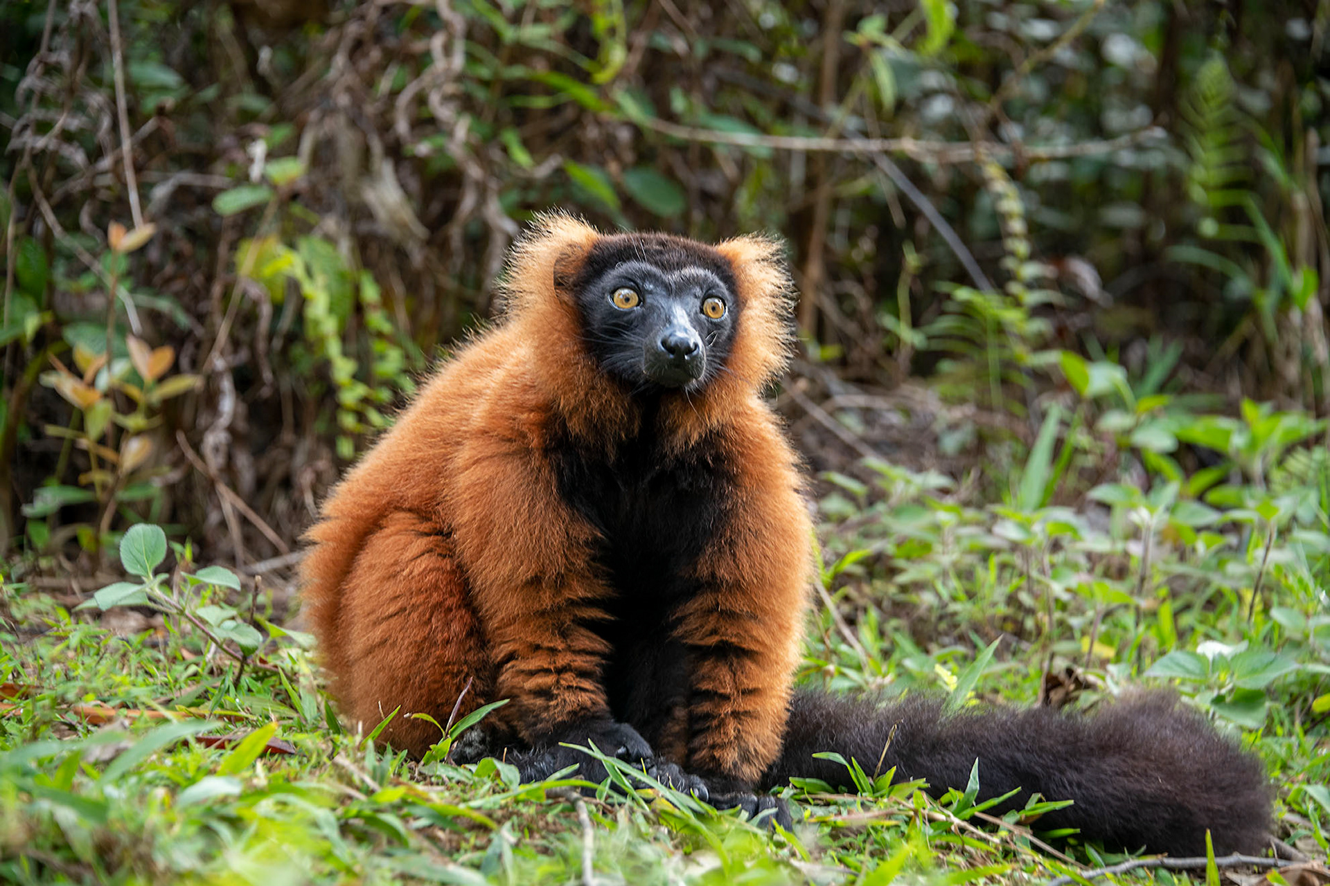 Red tufted lemur Madagascar