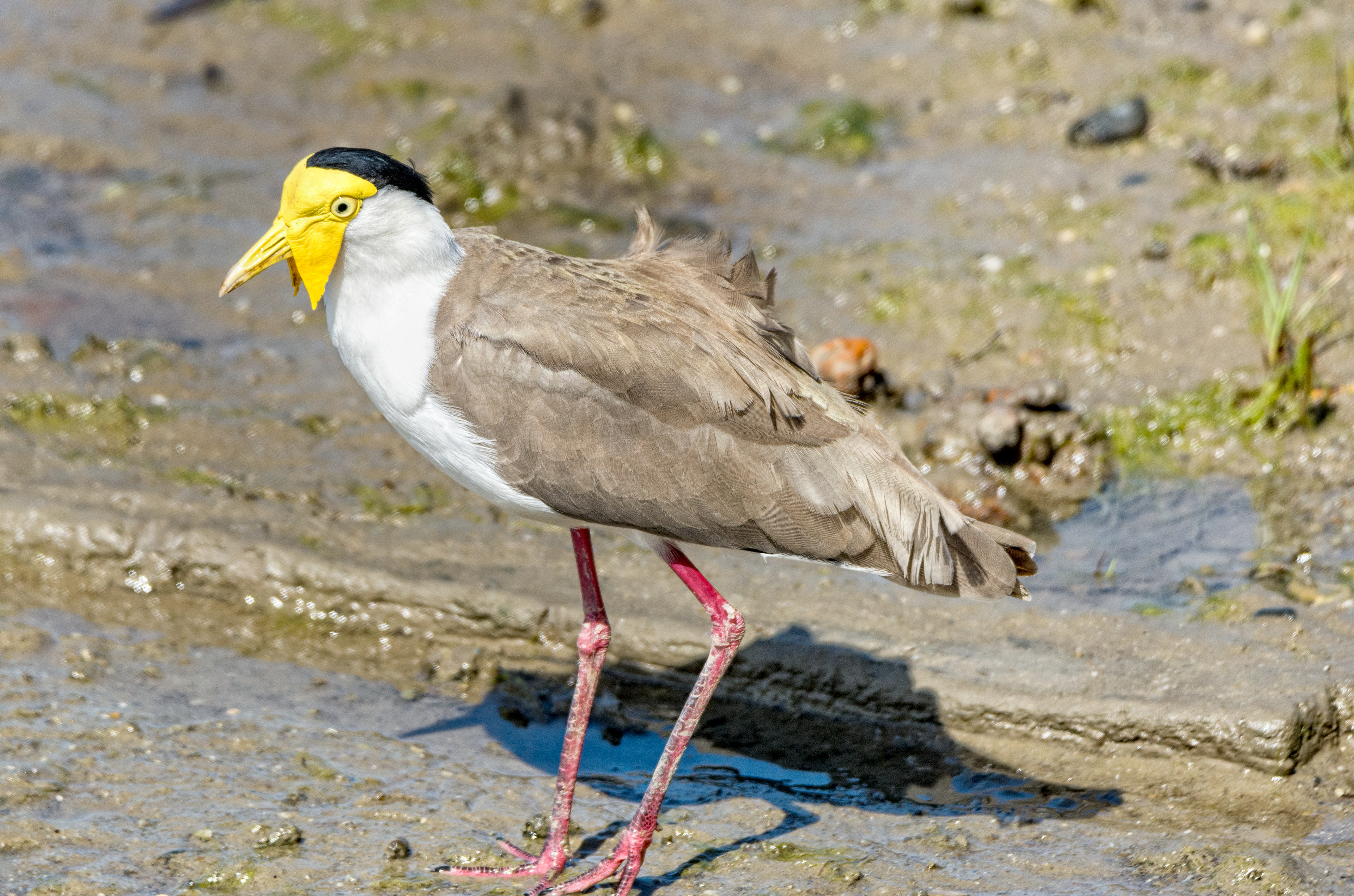 Masked lapwing-Australia