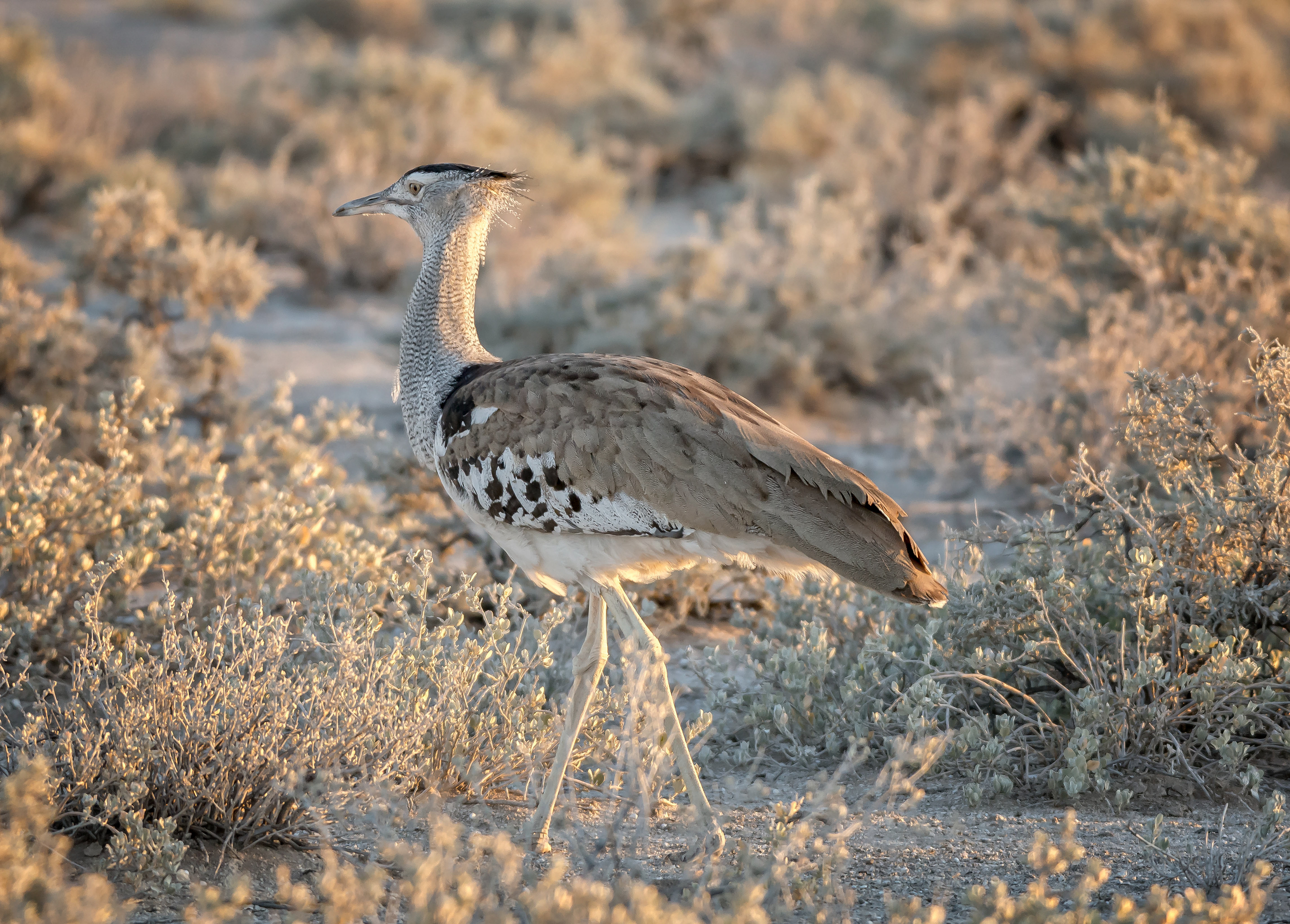 Kori Bustard-Namibia