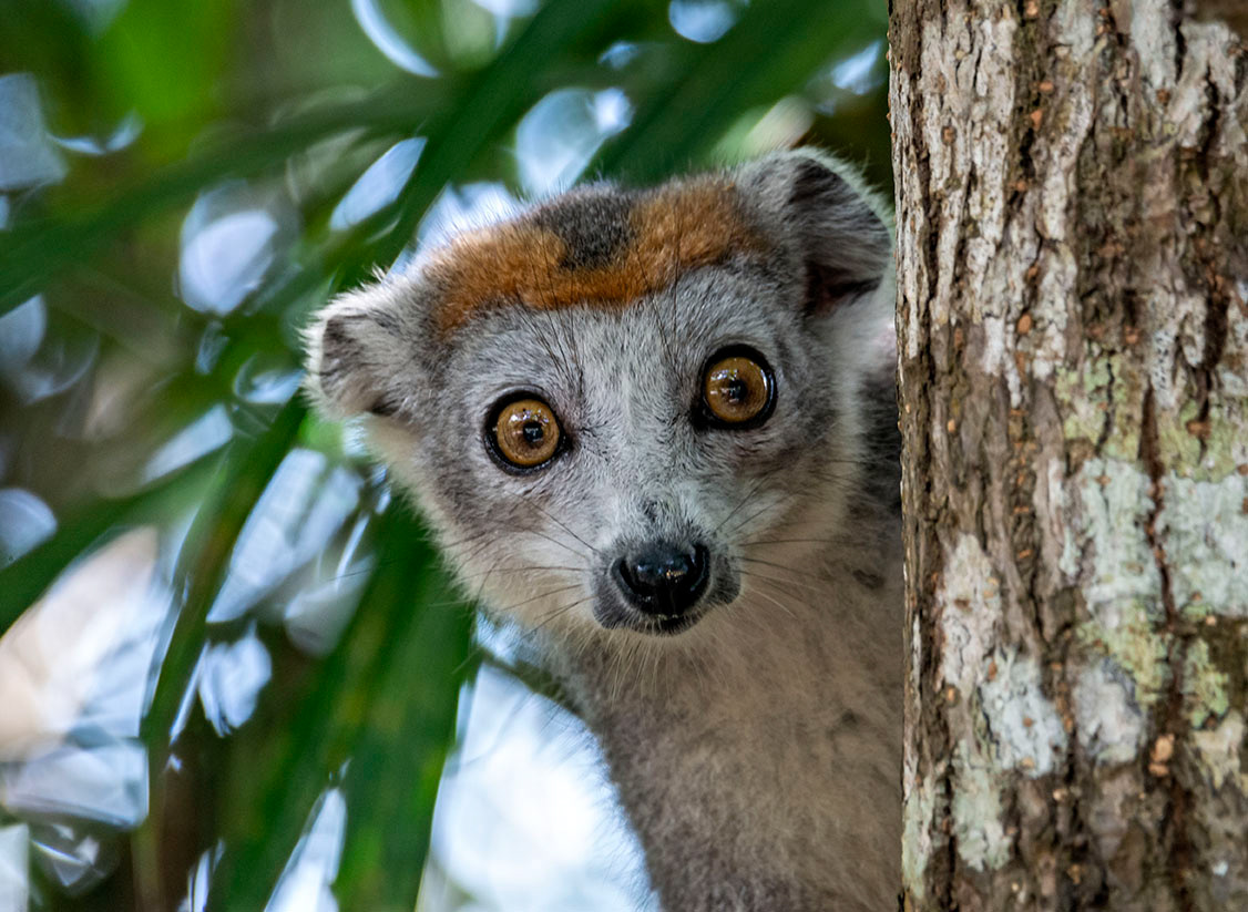 Crowned Lemur Madagascar