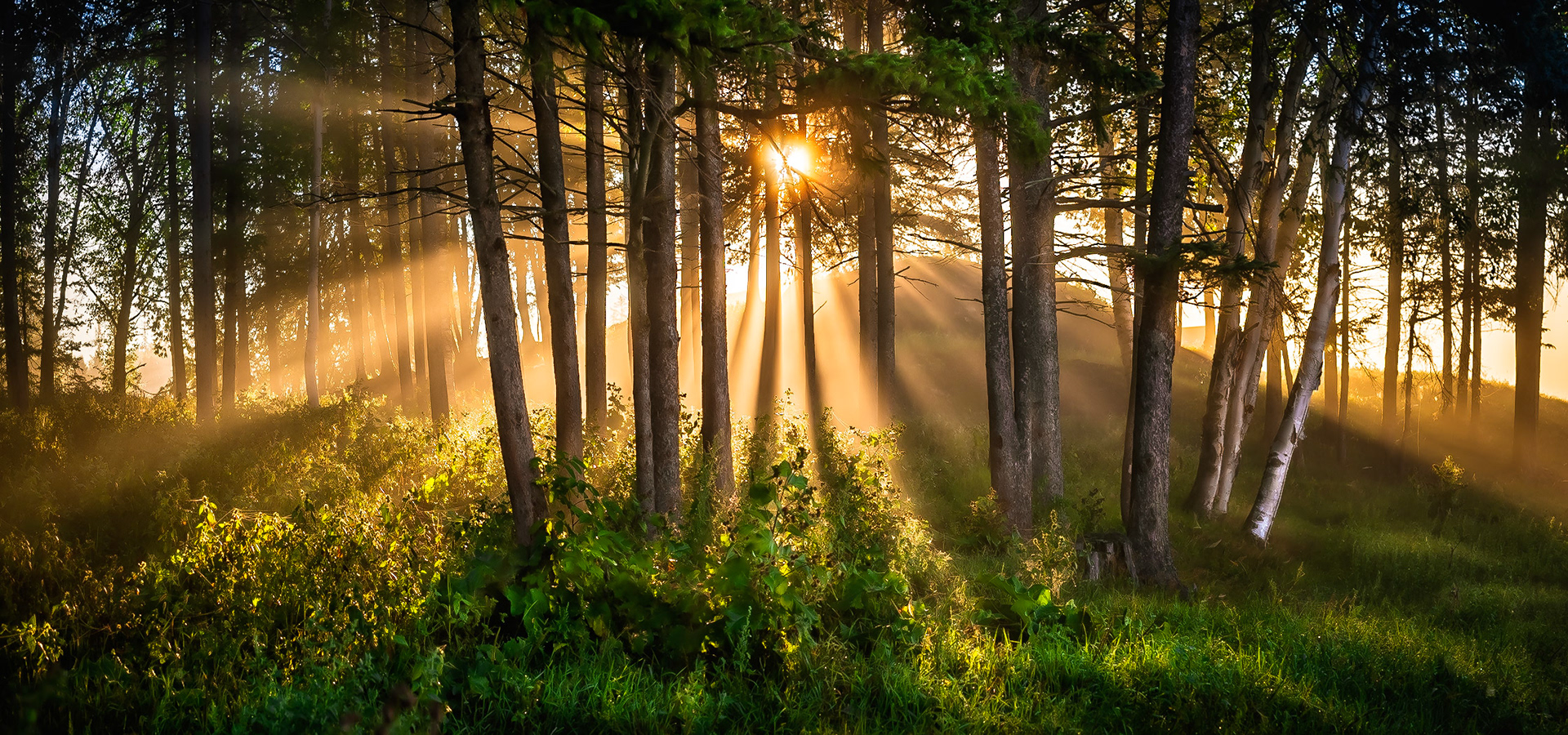 Forêt Enchantée